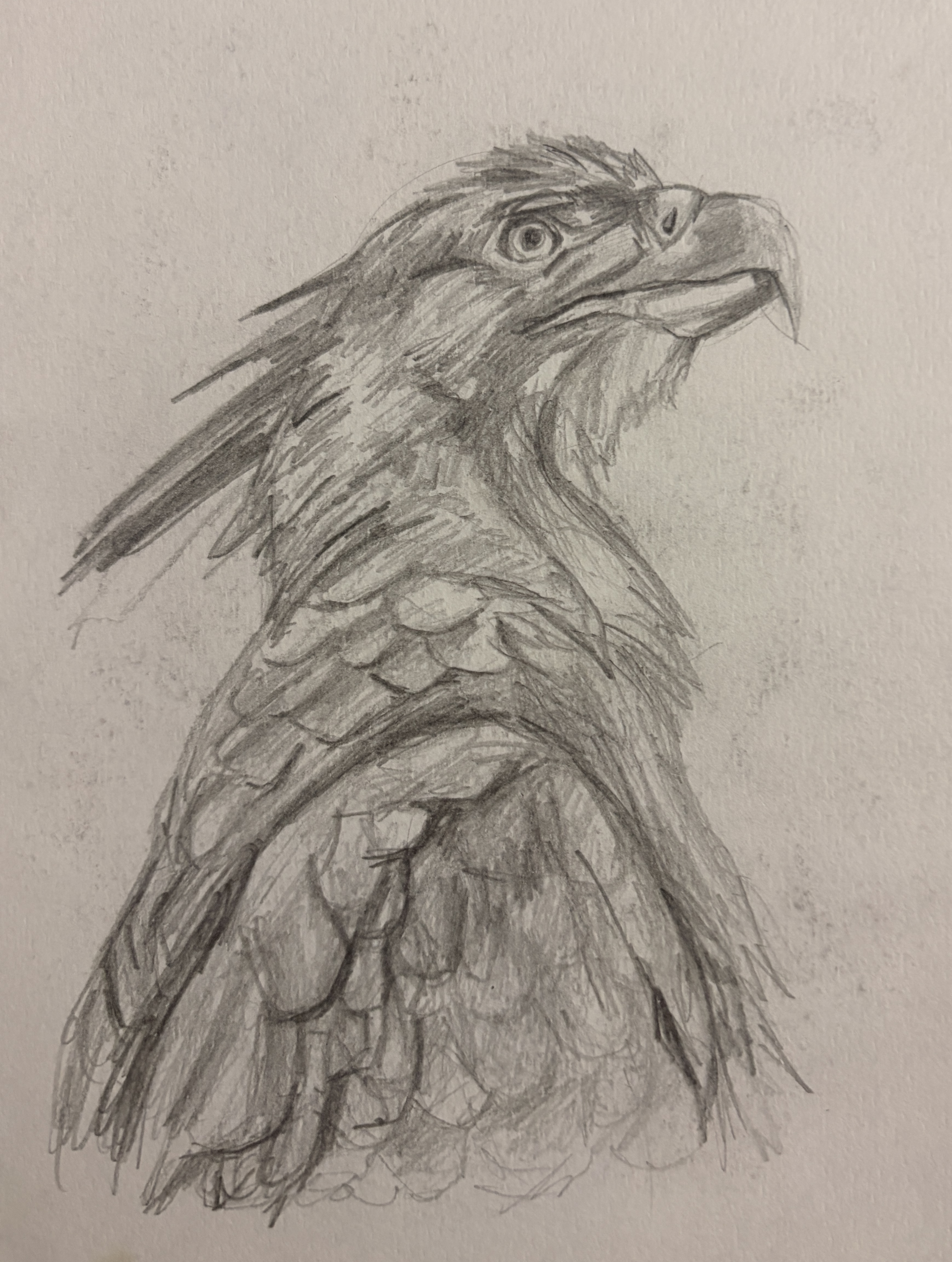 Hawk